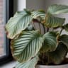 Calathea plant library thumbnail in FloriZen.